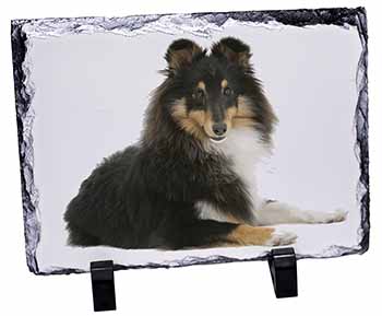 Tri-Col Sheltie Dog, Stunning Photo Slate