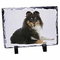 Tri-Col Sheltie Dog, Stunning Photo Slate