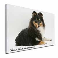 Sheltie Dog 