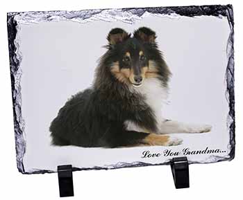 Sheltie Dog 