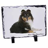 Sheltie Dog 