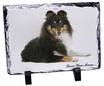 Sheltie Dog 