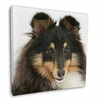 Tri-Colour Shetland Sheepdog Square Canvas 12"x12" Wall Art Picture Print