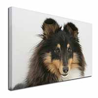 Tri-Colour Shetland Sheepdog Canvas X-Large 30"x20" Wall Art Print