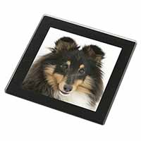 Tri-Colour Shetland Sheepdog Black Rim High Quality Glass Coaster