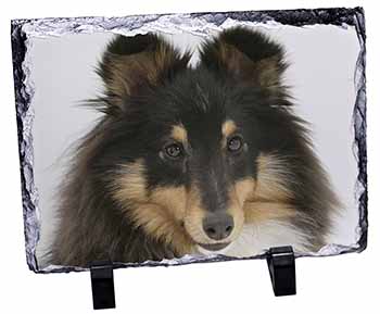 Tri-Colour Shetland Sheepdog, Stunning Photo Slate