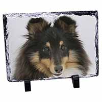 Tri-Colour Shetland Sheepdog, Stunning Photo Slate