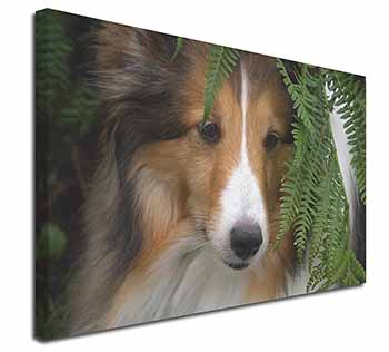 Shetland Sheepdog Canvas X-Large 30"x20" Wall Art Print