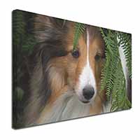 Shetland Sheepdog Canvas X-Large 30"x20" Wall Art Print