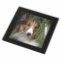 Shetland Sheepdog Black Rim High Quality Glass Coaster