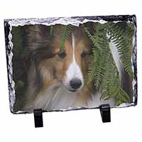 Shetland Sheepdog, Stunning Photo Slate