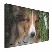 Shetland Sheepdog 