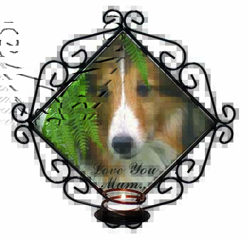 Shetland Sheepdog 
