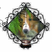 Shetland Sheepdog 