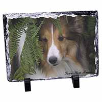 Shetland Sheepdog 