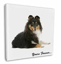 Shetland Sheepdog 