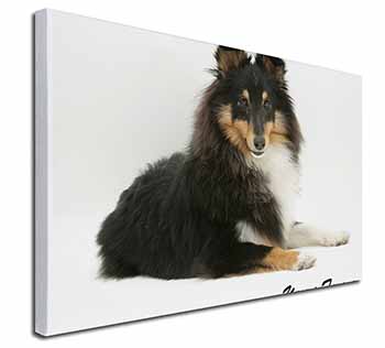 Shetland Sheepdog 