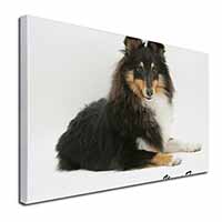 Shetland Sheepdog 