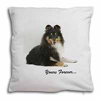 Shetland Sheepdog 