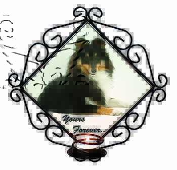 Shetland Sheepdog 