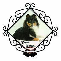 Shetland Sheepdog 