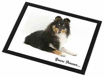 Shetland Sheepdog 