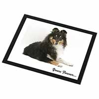 Shetland Sheepdog 