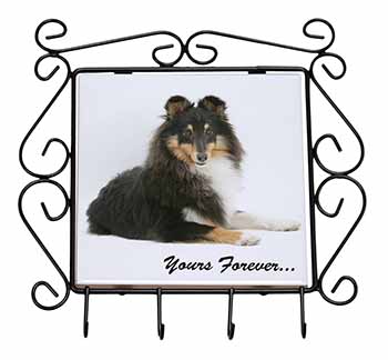 Shetland Sheepdog 