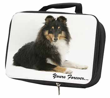 Shetland Sheepdog 