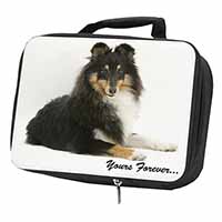 Shetland Sheepdog 