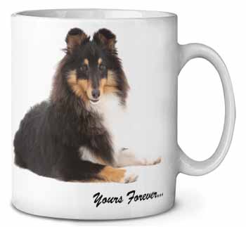 Shetland Sheepdog 