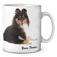 Shetland Sheepdog 