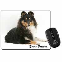 Shetland Sheepdog 