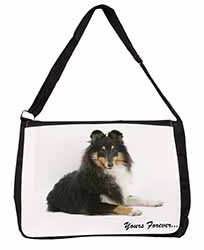 Shetland Sheepdog 