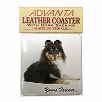 Shetland Sheepdog 