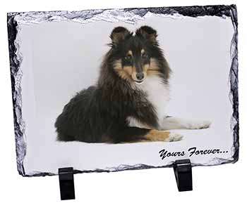 Shetland Sheepdog 