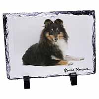 Shetland Sheepdog 