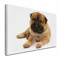 Bear Coated Shar-Pei Puppy Dog Canvas X-Large 30"x20" Wall Art Print