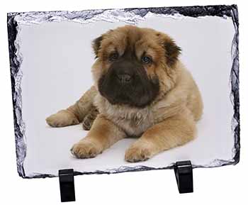 Bear Coated Shar-Pei Puppy Dog, Stunning Photo Slate