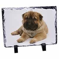 Bear Coated Shar-Pei Puppy Dog, Stunning Photo Slate