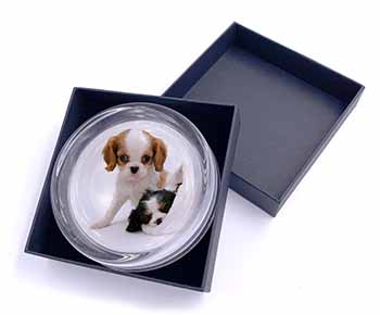 Cavalier King Charles Spaniels Glass Paperweight in Gift Box