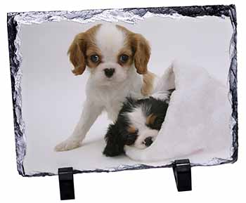 Cavalier King Charles Spaniels, Stunning Photo Slate