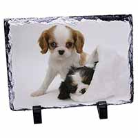 Cavalier King Charles Spaniels, Stunning Photo Slate