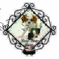 Cavalier King Charles 