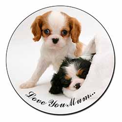 Cavalier King Charles 