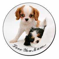 Cavalier King Charles 