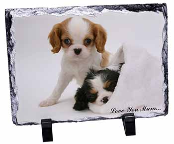 Cavalier King Charles 