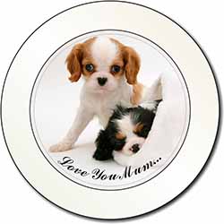 Cavalier King Charles 