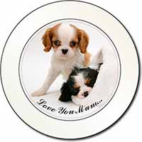 Cavalier King Charles 