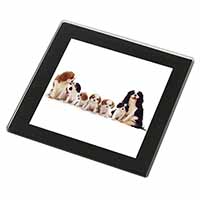 King Charles Spaniel Dogs Black Rim High Quality Glass Coaster